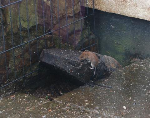 Bank vole