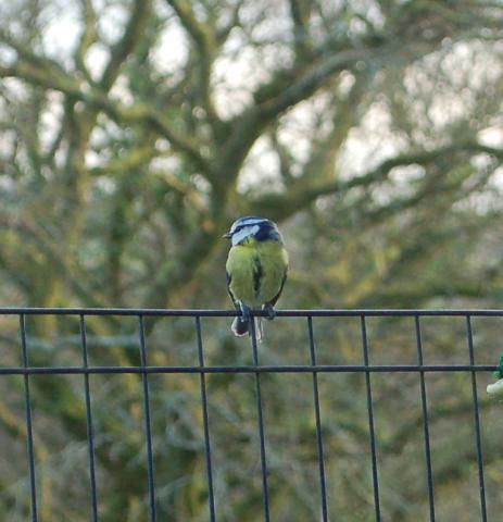 Blue tit