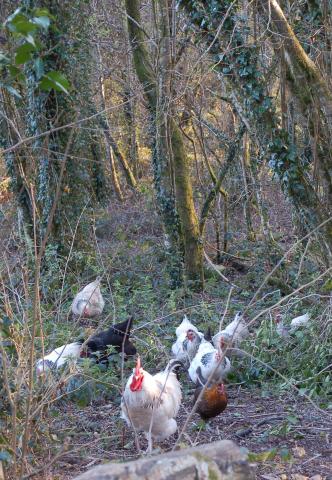 Cockles and his ladies returning from the woods