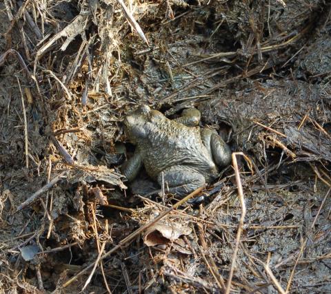 Common toad at home in Goosey dung!!