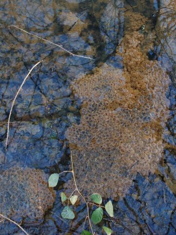 Frog spawn woods