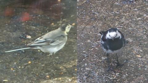 Female and Male
