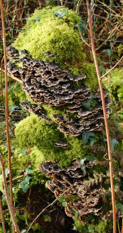 Bracket fungi inlayers up the side of a moss covered tree stump 