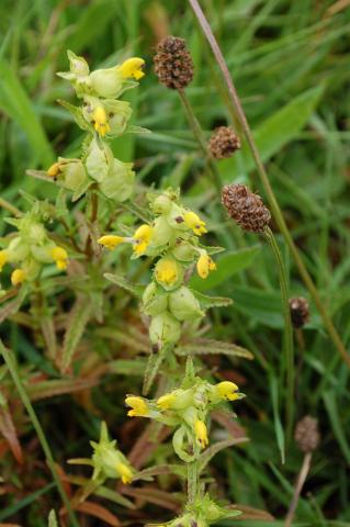 Rhinanthus minor