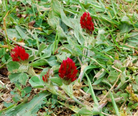 Red Clover