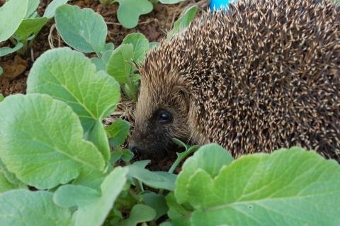 Hedgehog. Erinaceus europaeus