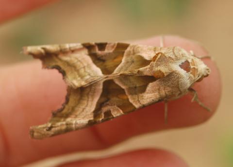 Angle Shades moth