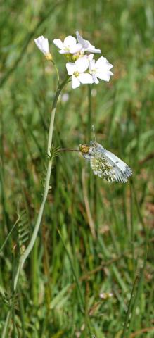 Female Orange tip on Cuckoo flower
