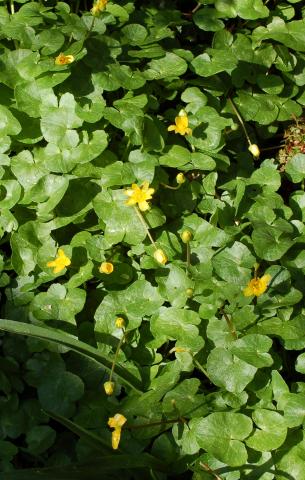 Lesser Celandine; Pile wart