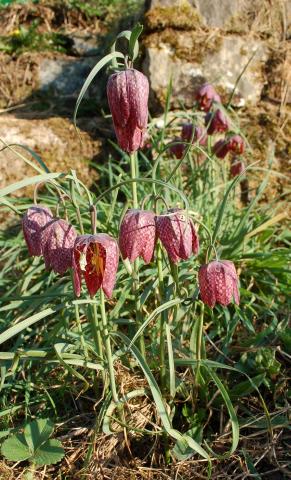 Snake's-head Fritillary