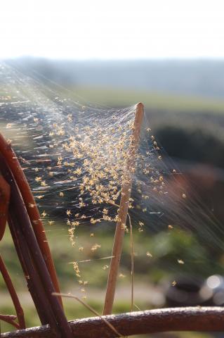 Spiderlings