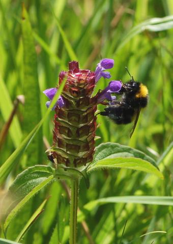 Bumble on Selfheal