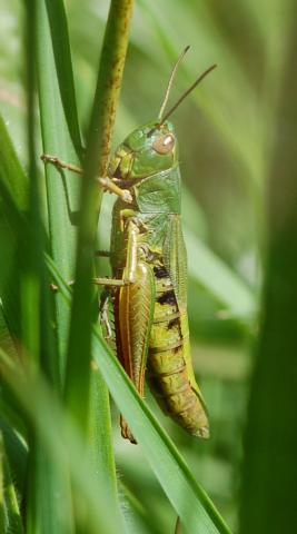 common green grasshopper
