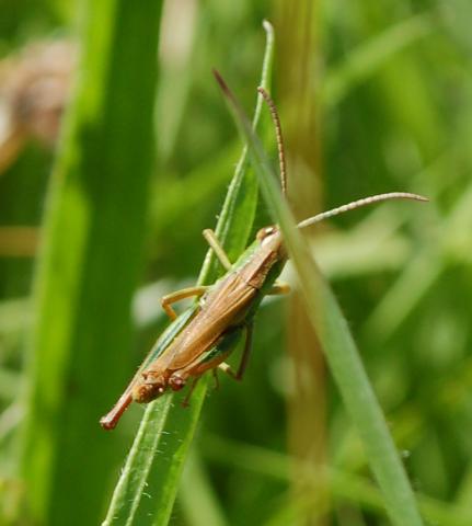 Meadow grasshopper