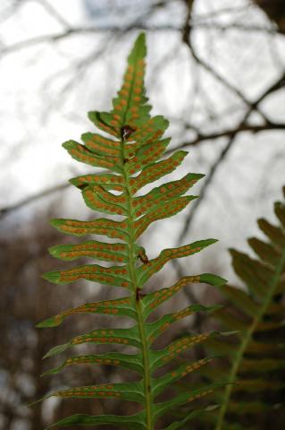 Common polypody